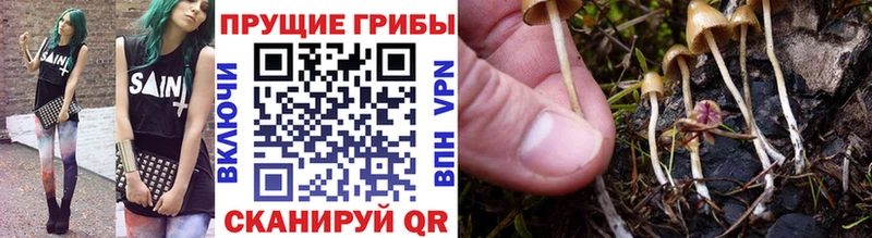 Галлюциногенные грибы Magic Shrooms  блэк спрут tor  Городище 